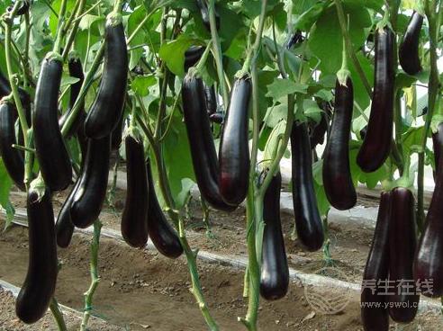 30歲后要關注的健康問題:3種食物能清血管,預防疾病 30歲后要關注的健康問題:3種食物能清血管,預防疾病