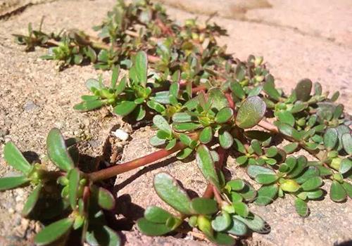 白帶異常怎么辦?4款食療比藥有用! 白帶異常怎么辦?4款食療比藥有用!