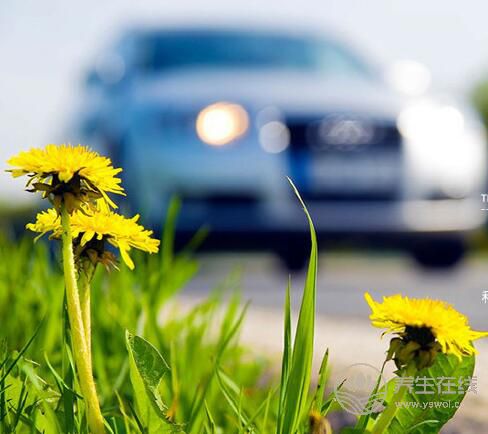 蒲公英的功效與作用 蒲公英的功效與作用