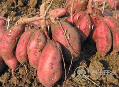 這5種常見的果蔬竟自帶毒素，食用要特別注意！