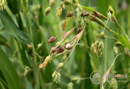 降血糖多吃4種食物,輕松控制,不用吃藥 降血糖多吃4種食物,輕松控制,不用吃藥