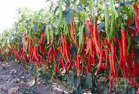小小辣椒作用卻這么多,很多人不知道 小小辣椒作用卻這么多,很多人不知道