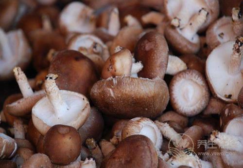 常吃香菇,對身體有這些好處,你都知道嗎? 常吃香菇,對身體有這些好處,你都知道嗎?