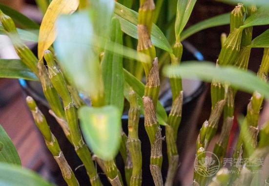 被譽(yù)為“中華九大仙草”之一的石斛,泡水喝有什么作用 被譽(yù)為“中華九大仙草”之一的石斛,泡水喝有什么作用