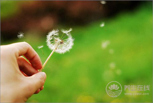 蒲公英的功效與作用 蒲公英的功效與作用