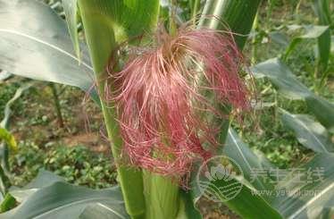 玉米須如何降血糖 玉米須如何降血糖