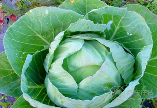 養(yǎng)護(hù)血管健康,少不了這幾種食物 養(yǎng)護(hù)血管健康,少不了這幾種食物