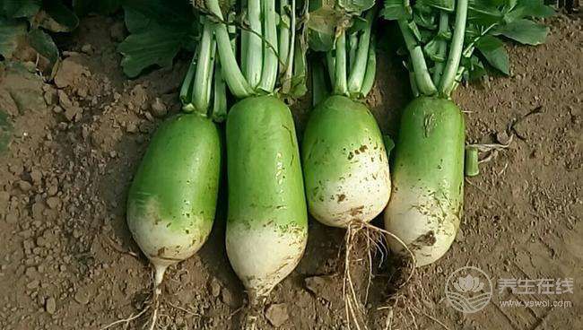 白蘿卜和它一起吃 能抗癌、降三高、預(yù)防感冒··· 白蘿卜和它一起吃 能抗癌、降三高、預(yù)防感冒···