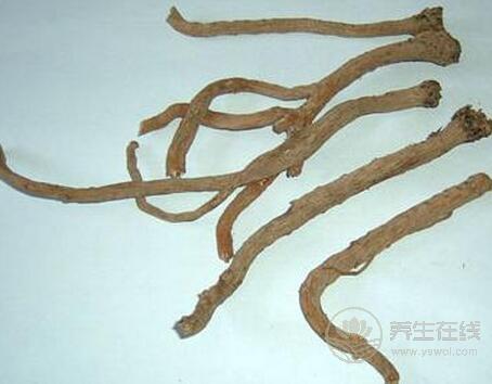 板藍根的功效與作用與用藥禁忌 板藍根的功效與作用與用藥禁忌