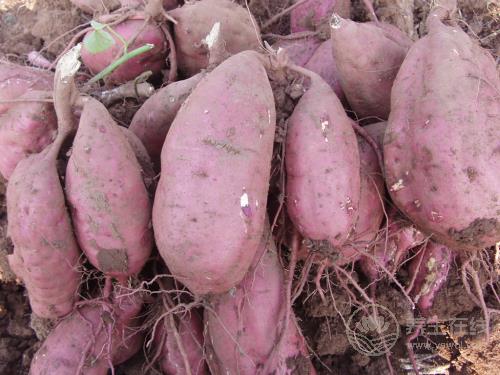 胃不好多吃這5種食物,助消化、減疼痛、修護(hù)胃黏膜 胃不好多吃這5種食物,助消化、減疼痛、修護(hù)胃黏膜