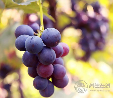 血液垃圾太多?別擔心,十種食物幫你凈化血液 血液垃圾太多?別擔心,十種食物幫你凈化血液