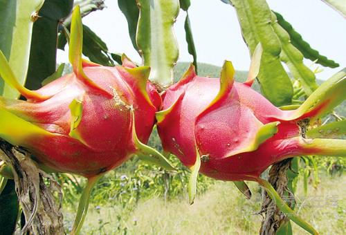 火龍果的功效與作用及食用禁忌 火龍果的功效與作用及食用禁忌