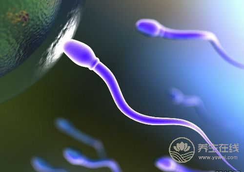 如何利用這些知識提高精子的質與量 如何利用這些知識提高精子的質與量