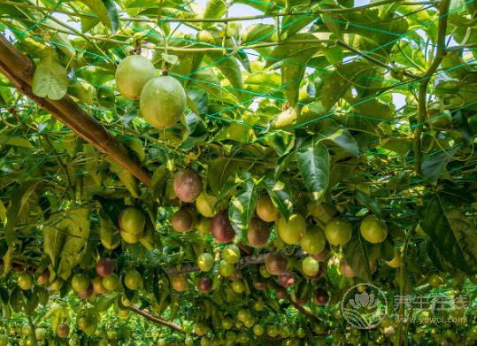 百香果4大功效,健康好吃、家中必備 百香果4大功效,健康好吃、家中必備