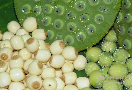 食療養生:食物調理脾胃小幫手 食療養生:食物調理脾胃小幫手