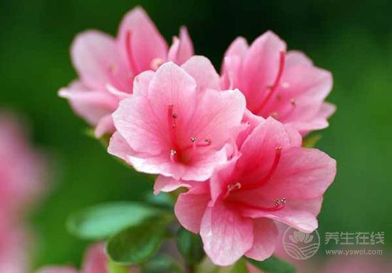 這些花卉有毒,最好不要在家里養(yǎng) 這些花卉有毒,最好不要在家里養(yǎng)