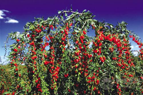 別學人家“保溫杯里泡枸杞”了,3類人不宜吃枸杞 別學人家“保溫杯里泡枸杞”了,3類人不宜吃枸杞