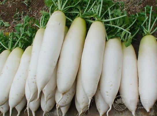 趕走便秘，別只知道香蕉，這4種蔬菜效果更好