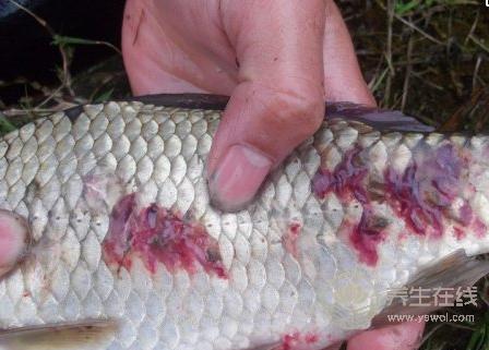 遠離寄生蟲，這些食物要少吃