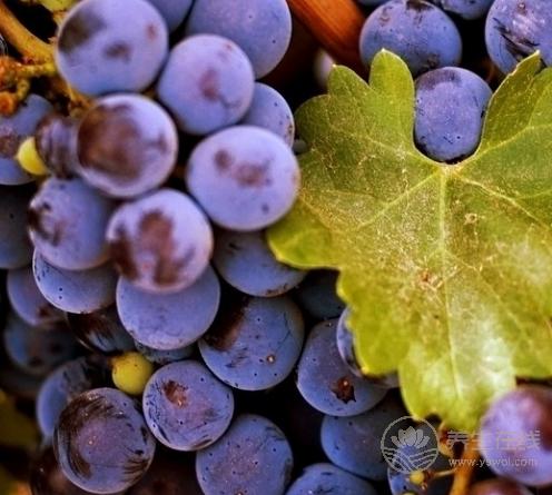 吃果學會“看時間”,能提高營養吸收,效果翻倍 吃果學會“看時間”,能提高營養吸收,效果翻倍