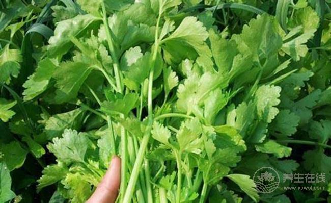 芹菜葉有這么多的養生功效,扔掉可惜了 芹菜葉有這么多的養生功效,扔掉可惜了