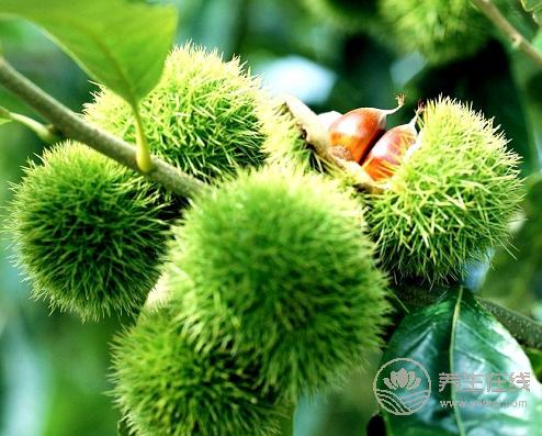 板栗的外皮怎么去掉?這樣做皮容易剝開