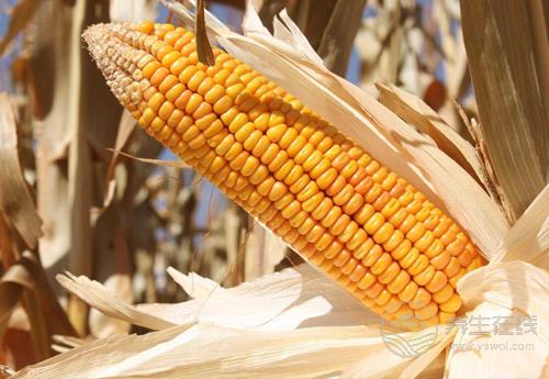 常吃玉米有4大好處，它的須別扔！也很養生