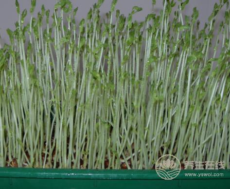 遠離寄生蟲，這些食物要少吃