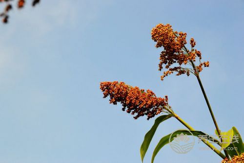 雜糧的神奇養生功效 一看嚇一跳 雜糧的神奇養生功效 一看嚇一跳