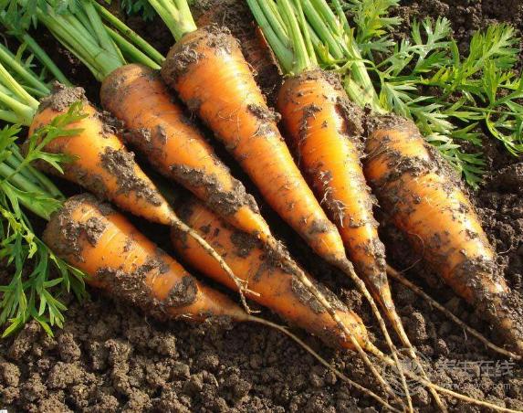 補血養顏就多吃這6種食物 補血養顏就多吃這6種食物