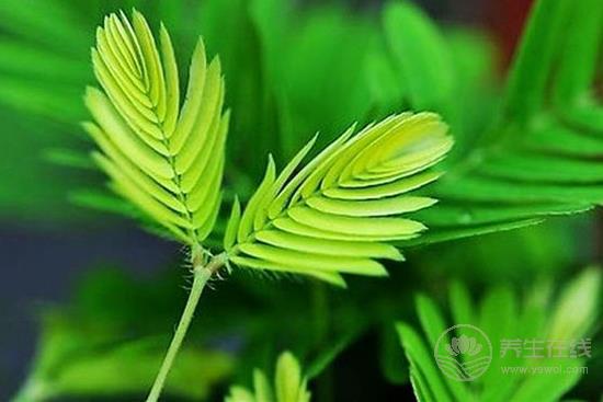 這些花卉有毒,最好不要在家里養(yǎng) 這些花卉有毒,最好不要在家里養(yǎng)