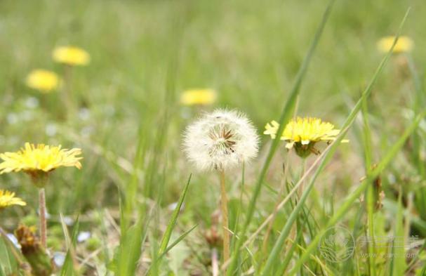 4月份，養肝補血應該多吃3種野菜