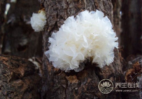 保養有護膚品還不夠!多吃下面幾種食物,比護膚品有用 保養有護膚品還不夠!多吃下面幾種食物,比護膚品有用