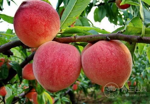 桃子不能和什么一起吃，多吃桃子的好處和壞處