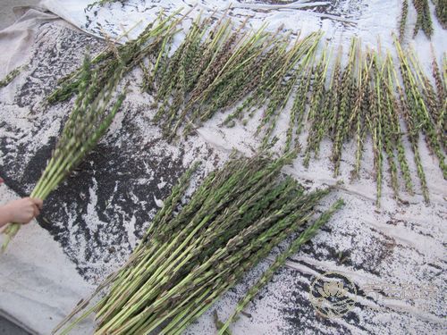 常掉頭發多吃一種黑色食物 常掉頭發多吃一種黑色食物