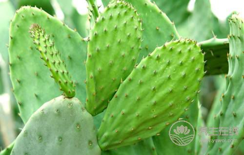 仙人掌和蜂蜜在一起熬出的水的作用 仙人掌和蜂蜜在一起熬出的水的作用
