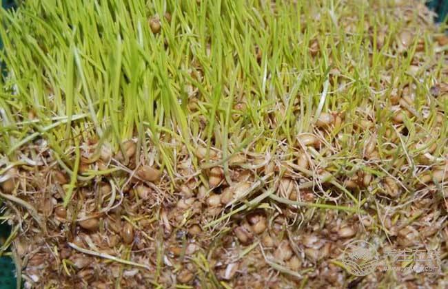 養(yǎng)胃的食物 五谷雜糧