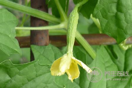 5種食物幫助身體排毒，長痘、臉色暗黃都需要