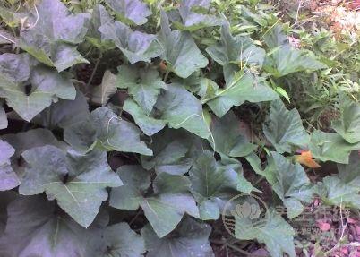 南瓜葉的功效與作用孕婦能不能吃南瓜葉