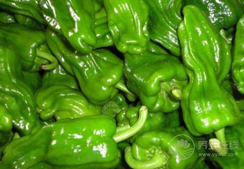 青椒營養(yǎng)豐富，還能預(yù)防這3種疾病，看完后你還不吃？