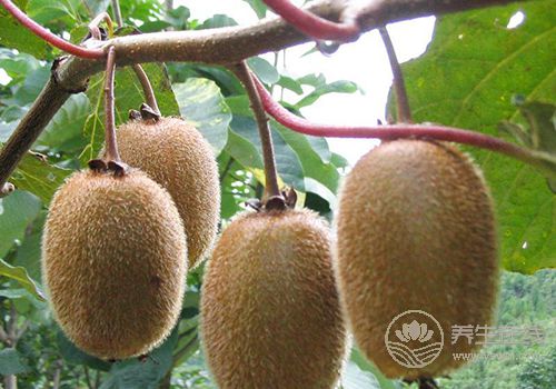 保養有護膚品還不夠!多吃下面幾種食物,比護膚品有用 保養有護膚品還不夠!多吃下面幾種食物,比護膚品有用