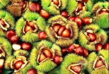 板栗泡酒你喝過嗎？它的功效誰懂？