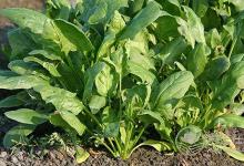 肺癌、胃癌,9種癌癥吃"1"種蔬菜可預防