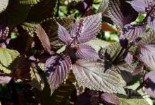 紫蘇葉的養(yǎng)生功效紫蘇的食用禁忌