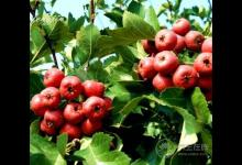 5種解膩食物，降低“三高”，保護血管