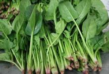 喜歡吃菠菜的要注意，不宜和這些食物一起吃