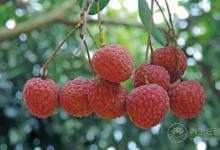 楊桃好吃，但這些人最好別碰