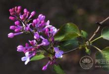 夏天常吃丁香徹底遠(yuǎn)離胃病