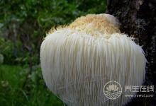 猴頭菇煲湯能養胃，搭配這些食材功效更好