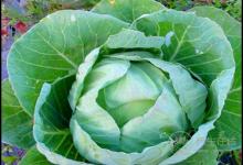 養(yǎng)護(hù)血管健康，少不了這幾種食物